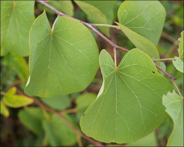 Cercis siliquastrum 3