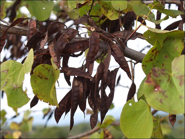Cercis siliquastrum 4