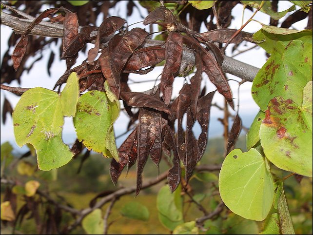 Cercis siliquastrum 5