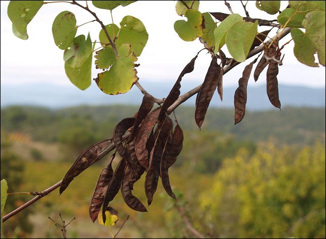 Cercis siliquastrum 6