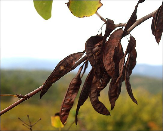 Cercis siliquastrum 7