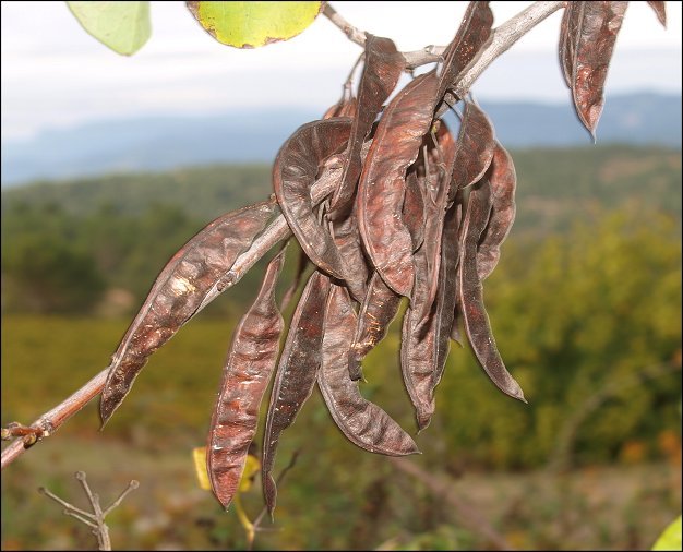 Cercis siliquastrum 8
