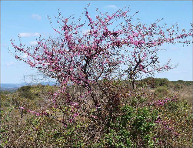 Cercis siliquastrum 9