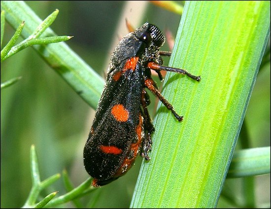 Cercopis intermedia 1