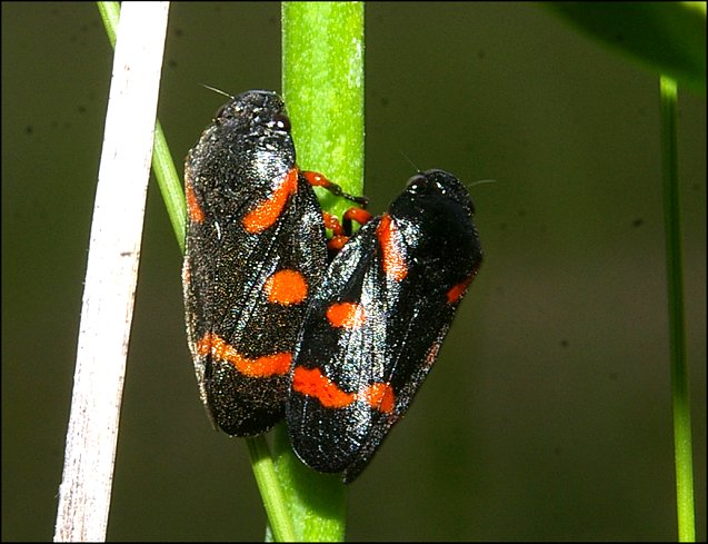 Cercopis intermedia 2