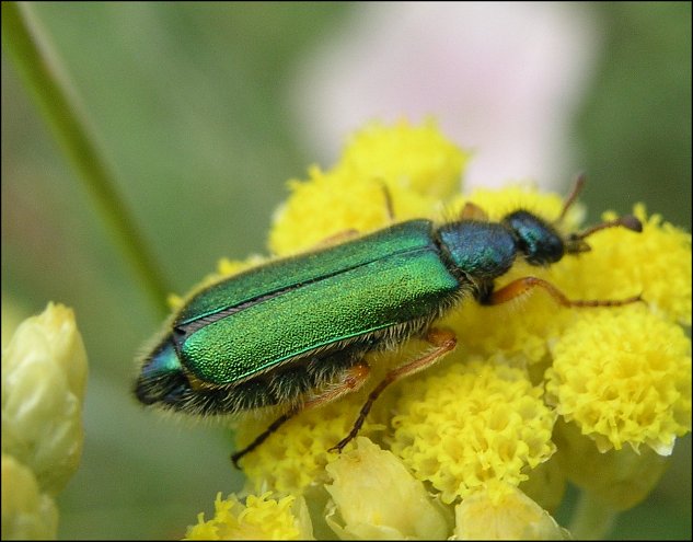Cerocoma schaefferi 1