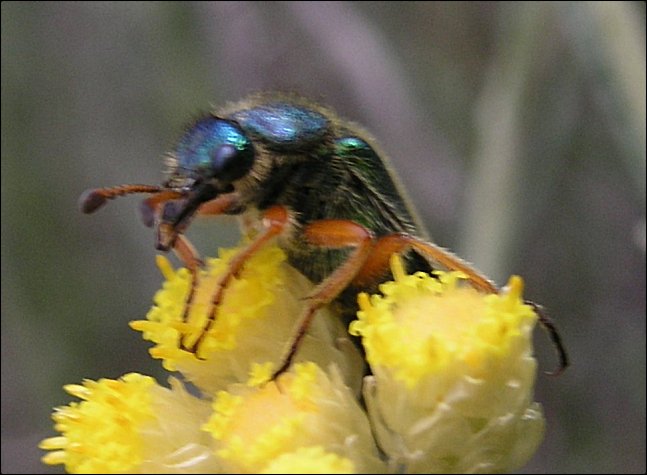 Cerocoma schaefferi 2