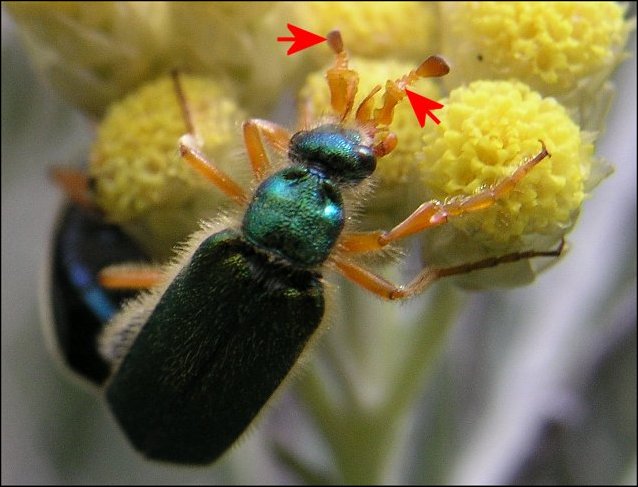 Cerocoma schaefferi 4