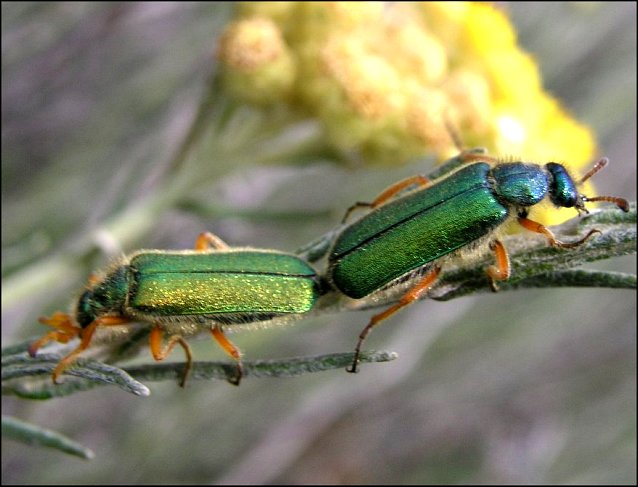 Cerocoma schaefferi 5
