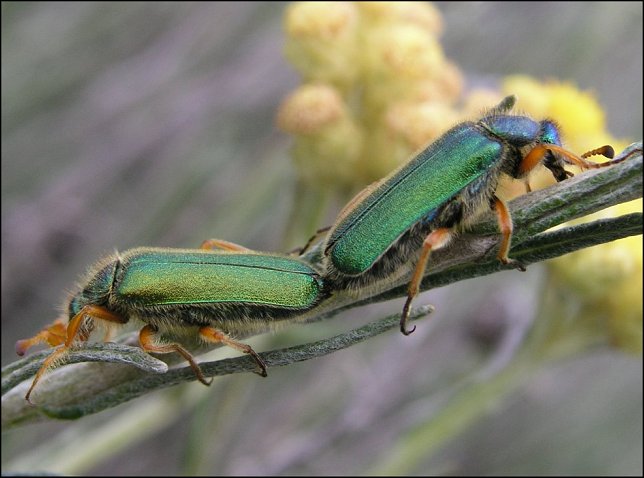 Cerocoma schaefferi 6