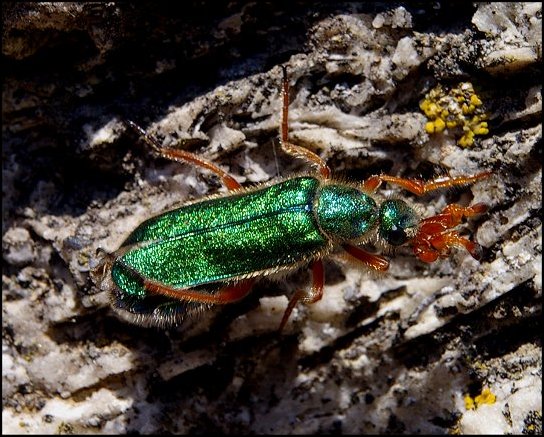 Cerocoma schaefferi 7