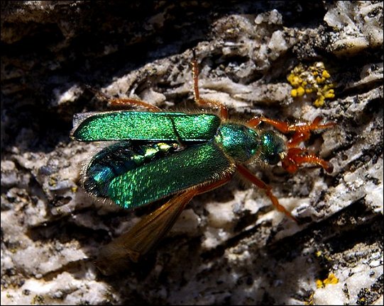 Cerocoma schaefferi 8