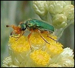 Cerocome