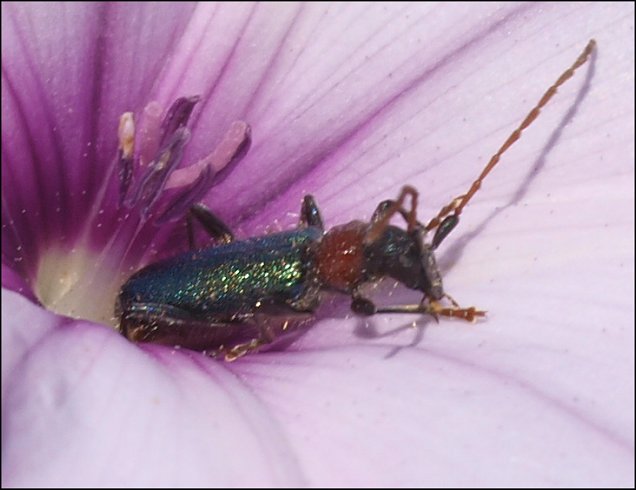 Certallum ebulinum 1