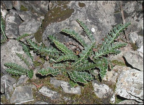 Ceterach officinarum 1