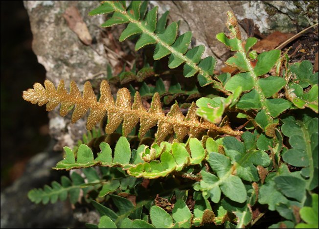 Ceterach officinarum 10