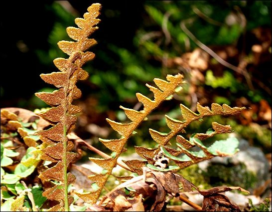 Ceterach officinarum 11