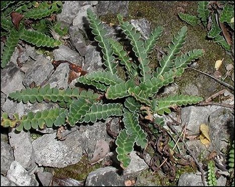 Ceterach officinarum 3