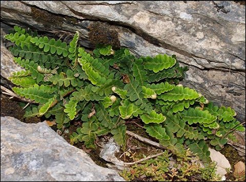 Ceterach officinarum 5