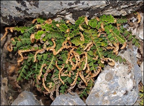 Ceterach officinarum 6