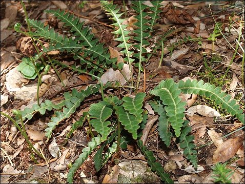 Ceterach officinarum 7