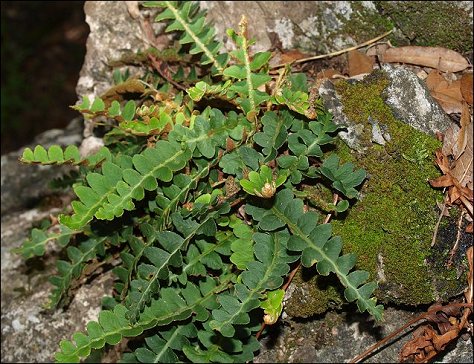 Ceterach officinarum 8
