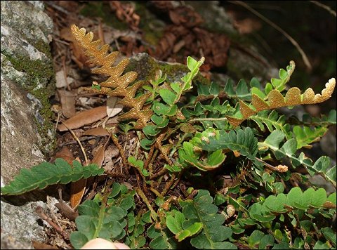 Ceterach officinarum 9