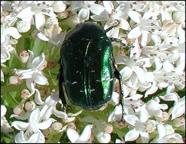 Cetonia aurata 1