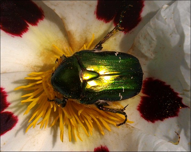 Cetonia aurata 10