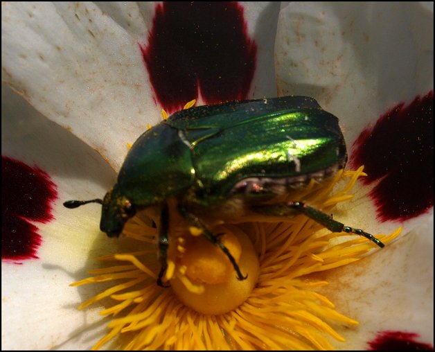Cetonia aurata 11