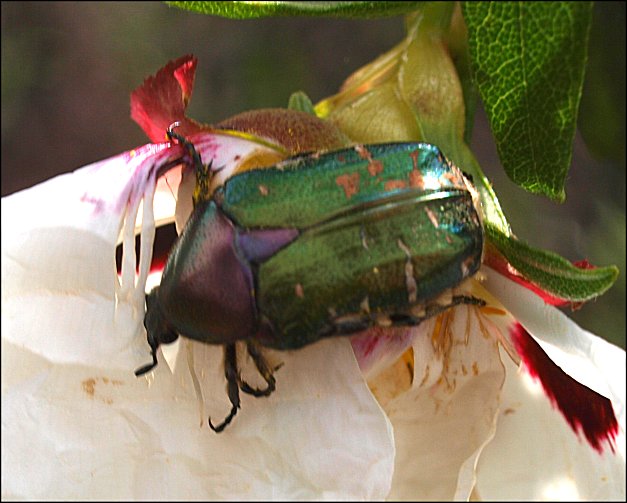 Cetonia aurata 12