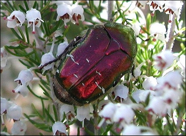 Cetonia aurata 14