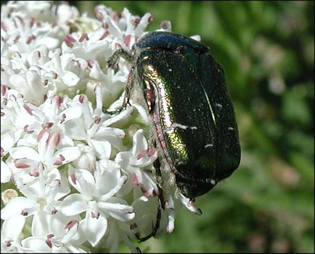 Cetonia aurata 2