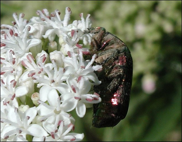 Cetonia aurata 3