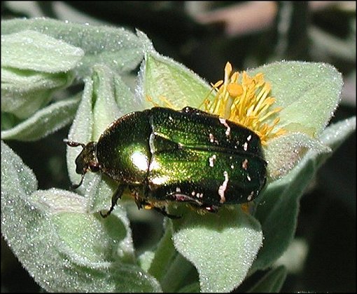 Cetonia aurata 4