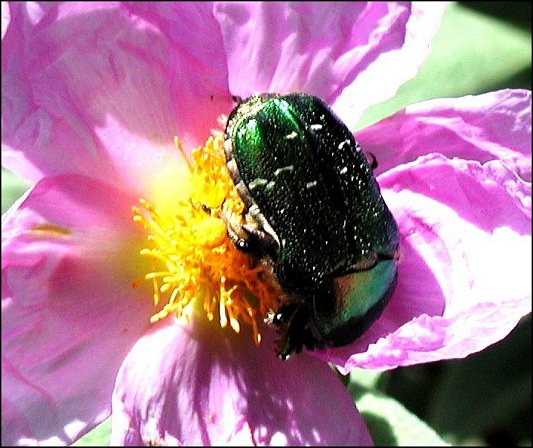 Cetonia aurata 5