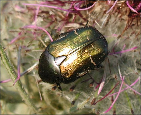 Cetonia aurata 6