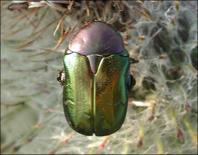 Cetonia aurata 7