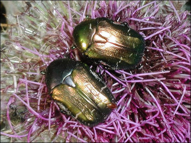 Cetonia aurata 8