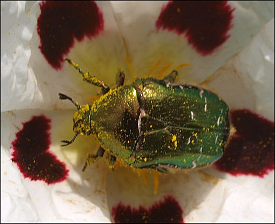 Cetonia aurata 9