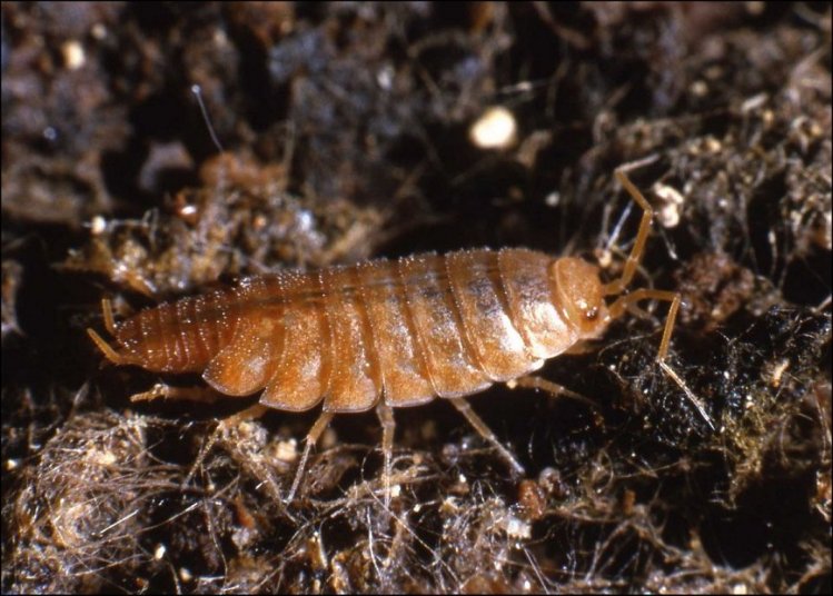 Chaetophiloscia 1