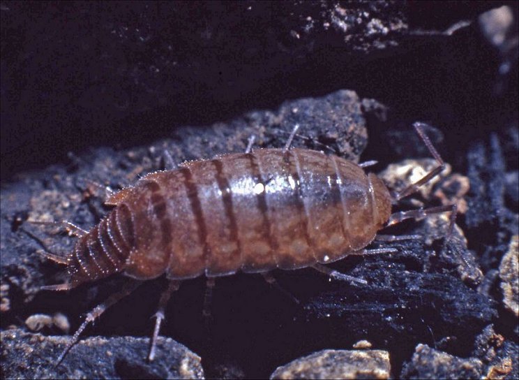 Chaetophiloscia 2