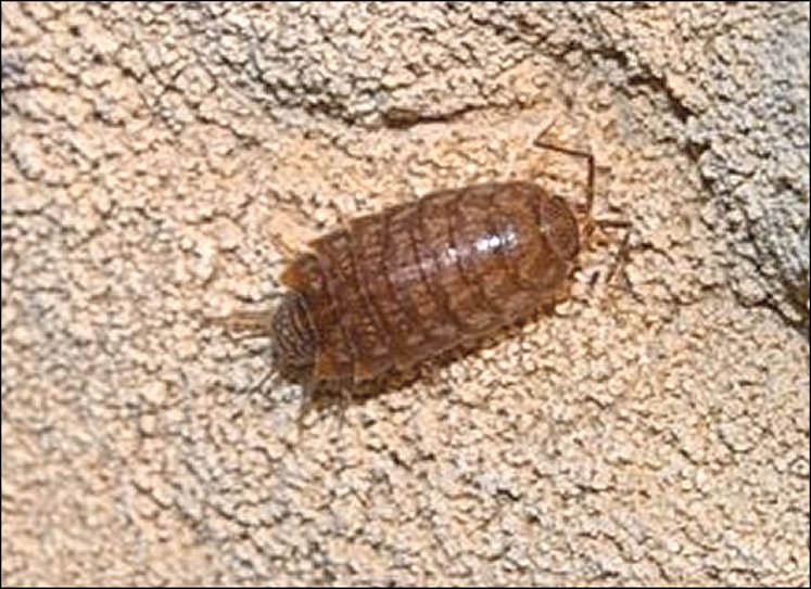 Chaetophiloscia 3