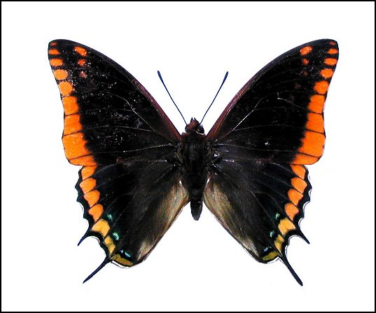 Charaxes jasius 1