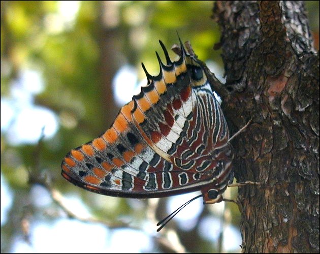 Charaxes jasius 10