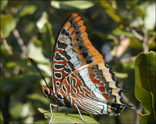 Charaxes jasius 11