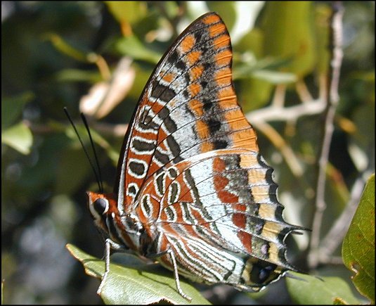 Charaxes jasius 12