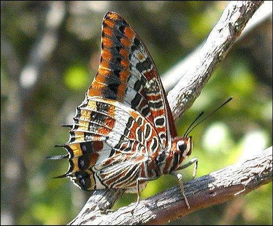 Charaxes jasius 13