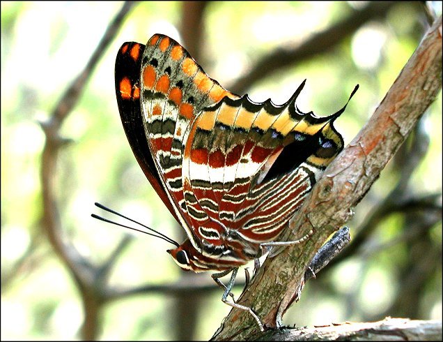 Charaxes jasius 14