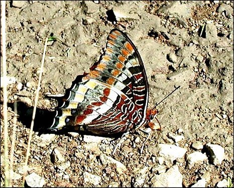 Charaxes jasius 15